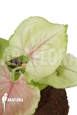 Syngonium Podophyllum 'Pink Line' -Green Haven Sales Store Syngonium podophyllum Pink Line 4
