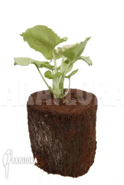 Syngonium Podophyllum 'Pink Line' -Green Haven Sales Store Syngonium podophyllum Pink Line 5