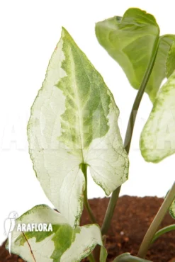 Syngonium Podophyllum 'Three Kings'