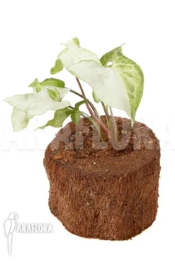 Syngonium Podophyllum 'Three Kings' -Green Haven Sales Store Syngonium podophyllum Three Kings 2