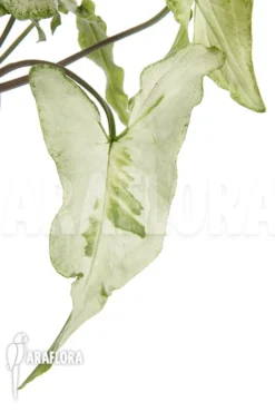 Syngonium Podophyllum 'Three Kings' -Green Haven Sales Store Syngonium podophyllum Three Kings 3