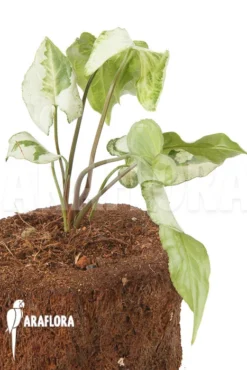 Syngonium Podophyllum 'Three Kings' -Green Haven Sales Store Syngonium podophyllum Three Kings 4