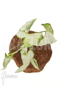 Syngonium Podophyllum 'Three Kings' -Green Haven Sales Store Syngonium podophyllum Three Kings 5