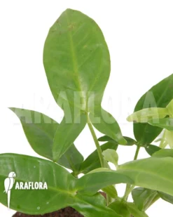 Syngonium Podophyllum 'Trileaf Wonder'