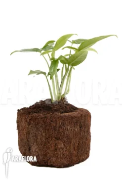 Syngonium Podophyllum 'Trileaf Wonder' -Green Haven Sales Store Syngonium podophyllum Trileaf Wonder 3