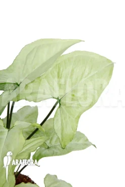 Syngonium Podophyllum Arrow 'XL'