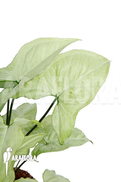 Syngonium Podophyllum Arrow 'XL' 1 Syngonium Podophyllum Arrow 'XL'
