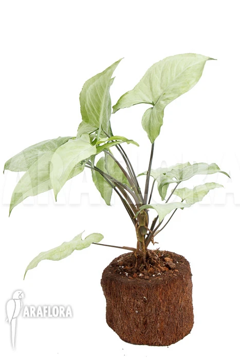 Syngonium Podophyllum Arrow 'XL' 2 Syngonium Podophyllum Arrow 'XL' - Image 2