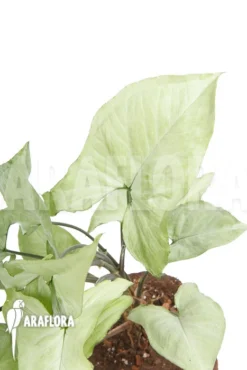 Syngonium Podophyllum Arrow 'XL' 8 Syngonium Podophyllum Arrow 'XL' -Green Haven Sales Store Syngonium podophyllum arrow XL 3