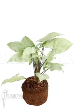 Syngonium Podophyllum Arrow 'XL' 9 Syngonium Podophyllum Arrow 'XL' -Green Haven Sales Store Syngonium podophyllum arrow XL 4