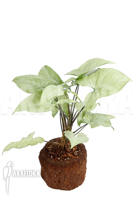 Syngonium Podophyllum Arrow 'XL' 4 Syngonium Podophyllum Arrow 'XL' - Image 4