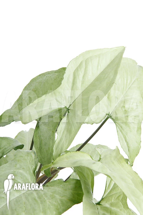 Syngonium Podophyllum Arrow 'XL' 5 Syngonium Podophyllum Arrow 'XL' - Image 5