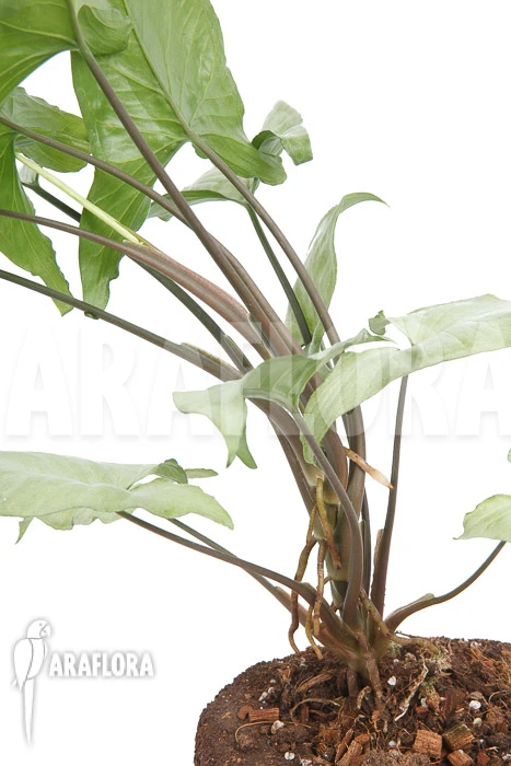 Syngonium Podophyllum Arrow 'XL' 6 Syngonium Podophyllum Arrow 'XL' - Image 6