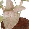 Syngonium Podophyllum 'pink' Variegated Type B