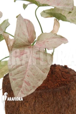 Syngonium Podophyllum 'pink' Variegated Type B