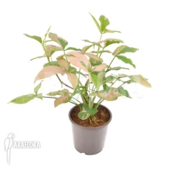 Syngonium Podophyllum 'Red Spot'