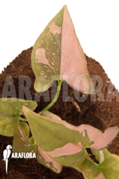 Syngonium Podophyllum 'Red Spot' Type B