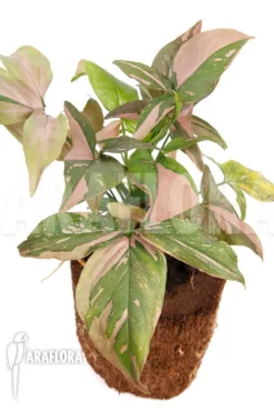 Syngonium Podophyllum 'Red Spot' Type B 'XL'