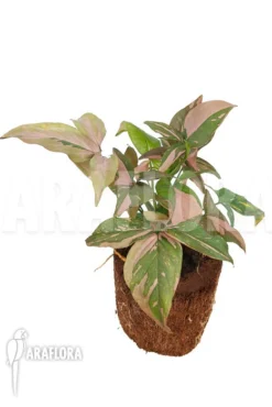 Syngonium Podophyllum 'Red Spot' Type B 'XL' -Green Haven Sales Store Syngonium podophyllum red spot TypeB XL 3