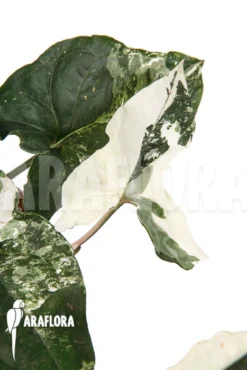 Syngonium Podophyllum Variegated 10 Syngonium Podophyllum Variegated -Green Haven Sales Store Syngonium podophyllum variegated 3