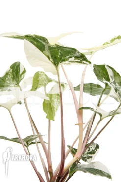 Syngonium Podophyllum Variegated 9 Syngonium Podophyllum Variegated -Green Haven Sales Store Syngonium podophyllum variegated 4