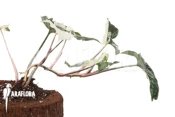 Syngonium Podophyllum Variegated 8 Syngonium Podophyllum Variegated -Green Haven Sales Store Syngonium podophyllum variegated 5