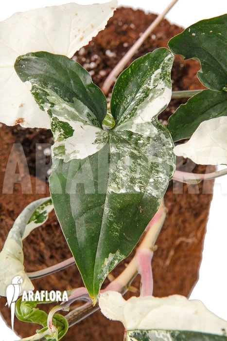 Syngonium Podophyllum Variegated 2 Syngonium Podophyllum Variegated - Image 2