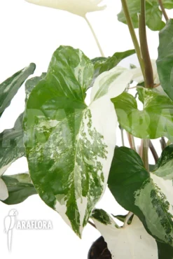 Syngonium Podophyllum Variegated 'XL'