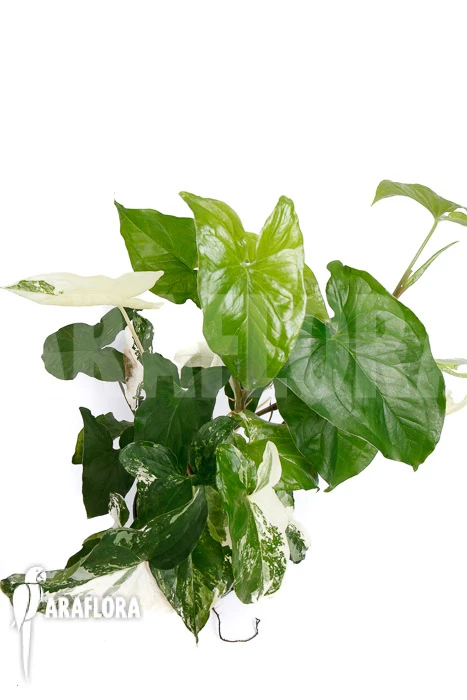 Syngonium Podophyllum Variegated 'XL' 2 Syngonium Podophyllum Variegated 'XL' - Image 2