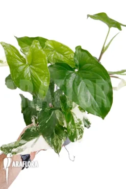 Syngonium Podophyllum Variegated 'XL' 5 Syngonium Podophyllum Variegated 'XL' -Green Haven Sales Store Syngonium podophyllum variegated XL 3