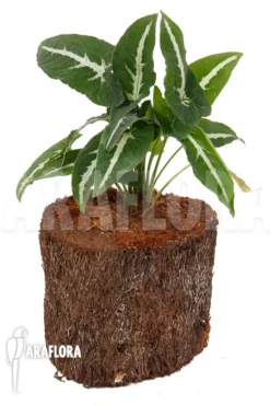 Syngonium Wendlandii 'L' -Green Haven Sales Store Syngonium wendlandii L 3