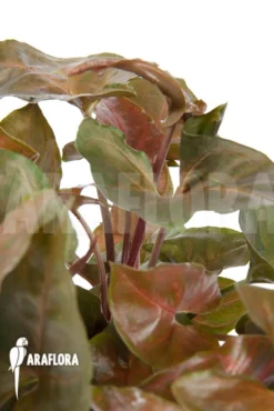 Syngonium X 'Maria Dark'