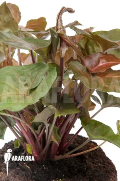 Syngonium X 'Maria Dark' -Green Haven Sales Store Syngonium x Maria20Dark 3