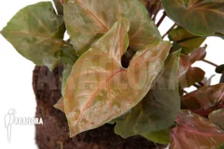 Syngonium X 'Maria Dark' -Green Haven Sales Store Syngonium x Maria20Dark 5