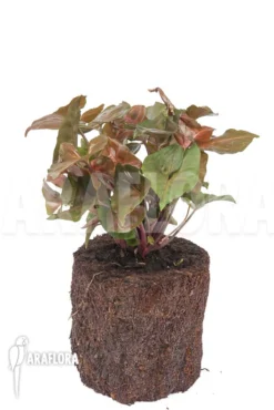 Syngonium X 'Maria Dark' -Green Haven Sales Store Syngonium x Maria20Dark 6