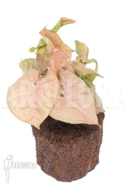 Syngonium X 'Neon Pink' -Green Haven Sales Store Syngonium x Neon Pink 3