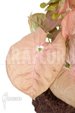 Syngonium X 'Neon Pink' -Green Haven Sales Store Syngonium x Neon Pink 4