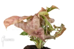 Syngonium X 'Neon Pink' -Green Haven Sales Store Syngonium x Neon Pink 5