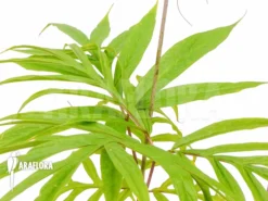 Tacca Leontopetaloides -Green Haven Sales Store Tacca leontopetaloides B 2