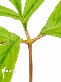 Tacca Leontopetaloides -Green Haven Sales Store Tacca leontopetaloides detail leaf 3