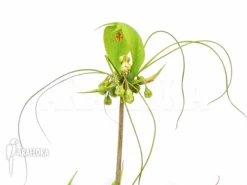 Tacca Leontopetaloides -Green Haven Sales Store Tacca leontopetaloides flower 4