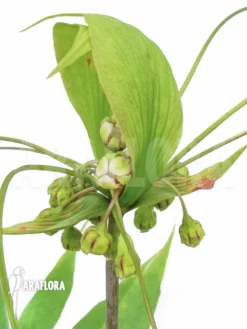 Tacca Leontopetaloides -Green Haven Sales Store Tacca leontopetaloides flower A 5