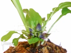 Tacca Plantaginea -Green Haven Sales Store Tacca plantaginea 3