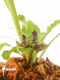 Tacca Plantaginea -Green Haven Sales Store Tacca plantaginea 4