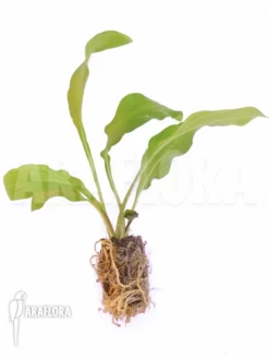 Tacca Plantaginea -Green Haven Sales Store Tacca plantaginea 5