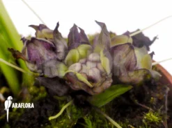 Tacca Plantaginea -Green Haven Sales Store Tacca plantaginea 6