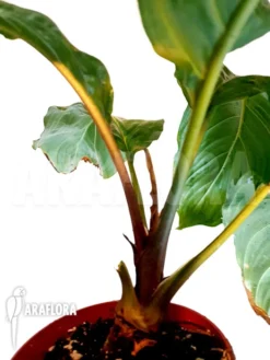 Tacca Vtn -Green Haven Sales Store Tacca vtn 5