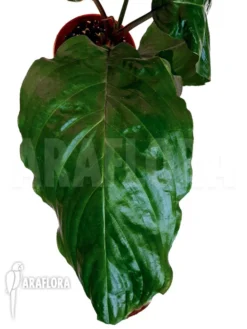 Tacca Vtn -Green Haven Sales Store Tacca vtn 6