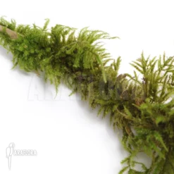 Fern Moss 'Thuidium Moss Species'