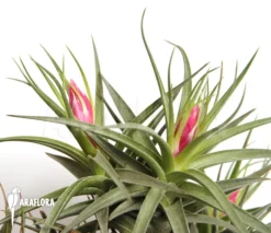 Tillandsia Aeranthos